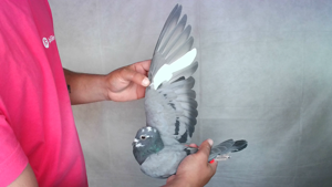 Pigeon image