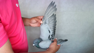 Pigeon image