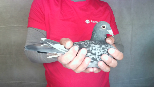 Pigeon image