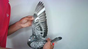 Pigeon image