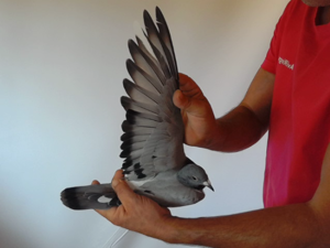 Pigeon image