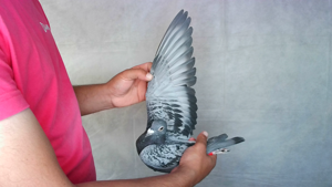 Pigeon image