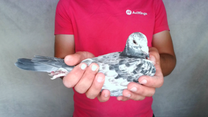 Pigeon image