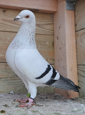 Pigeon image