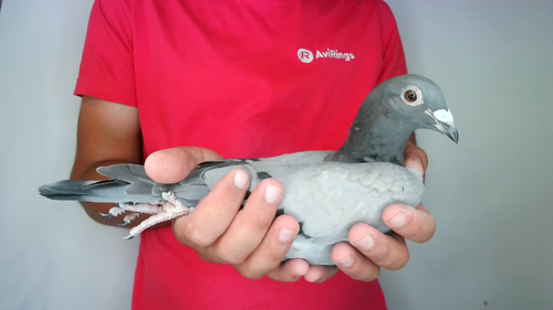 Pigeon image