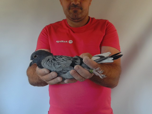 Pigeon image