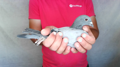 Pigeon image