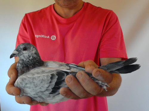 Pigeon image
