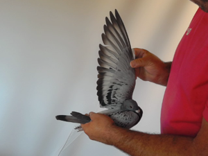 Pigeon image