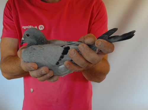 Pigeon image