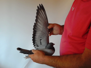 Pigeon image