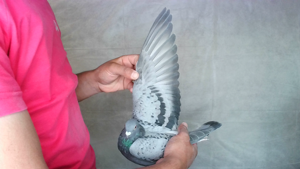 Pigeon image
