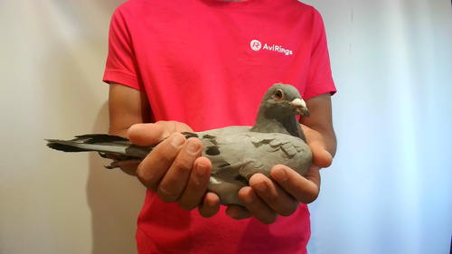 Pigeon image