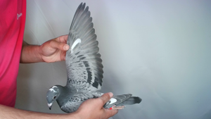 Pigeon image