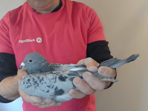 Pigeon image