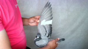 Pigeon image