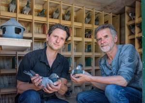 Pigeon image