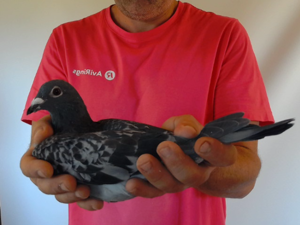 Pigeon image