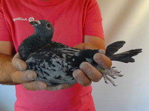 Pigeon image