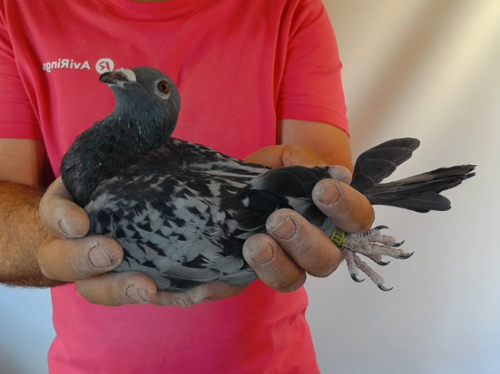 Pigeon image
