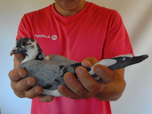 Pigeon image