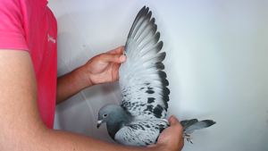 Pigeon image