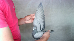 Pigeon image