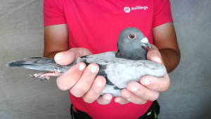 Pigeon image