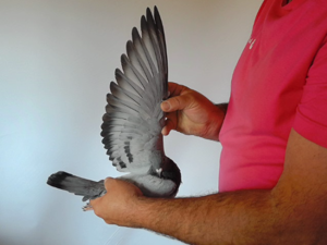Pigeon image