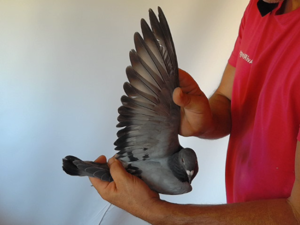 Pigeon image