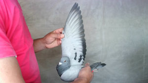 Pigeon image