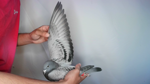 Pigeon image
