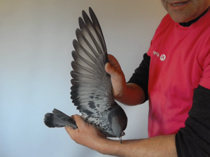 Pigeon image