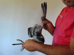 Pigeon image