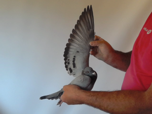 Pigeon image