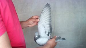 Pigeon image