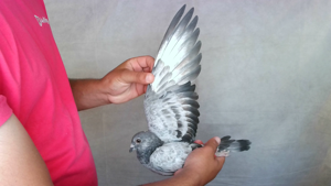 Pigeon image