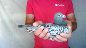 Pigeon image
