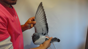 Pigeon image