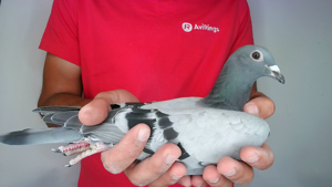 Pigeon image