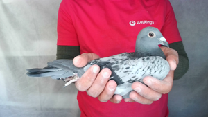 Pigeon image