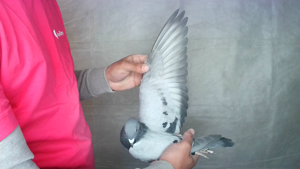 Pigeon image