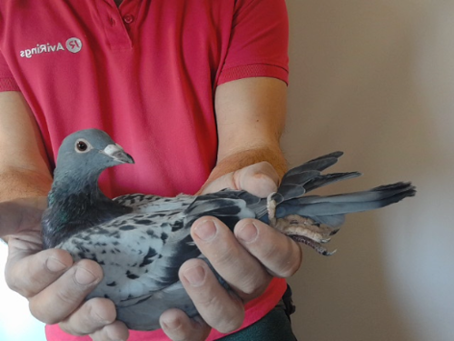 Pigeon image