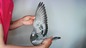 Pigeon image