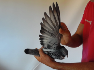Pigeon image