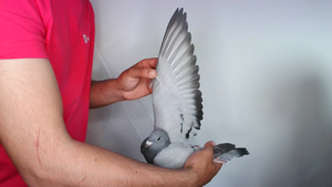Pigeon image