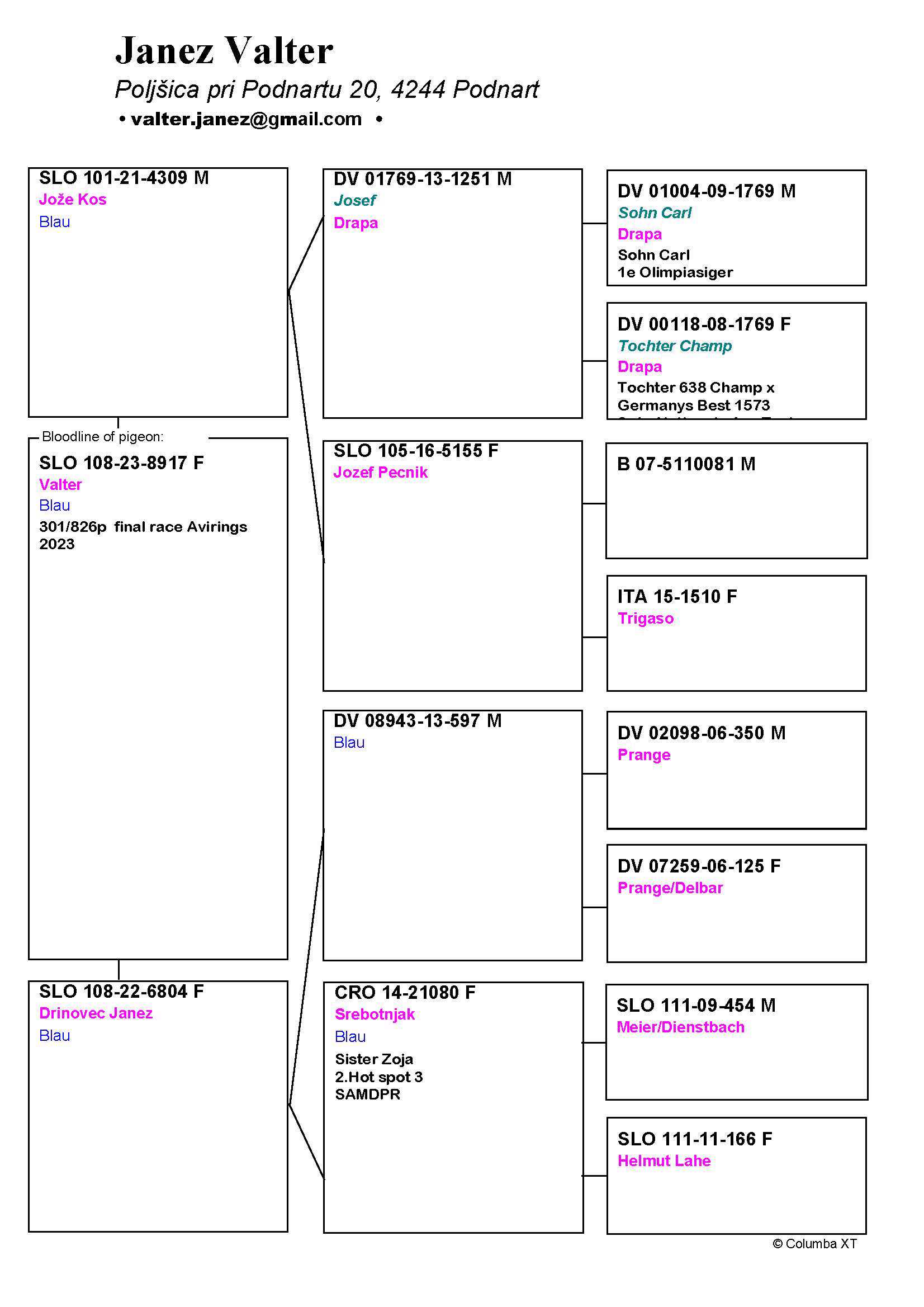 Pigeon pedigree image