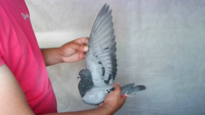 Pigeon image