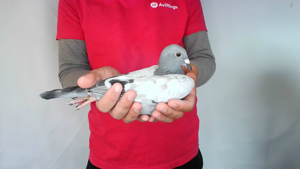 Pigeon image