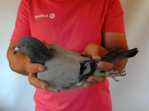 Pigeon image